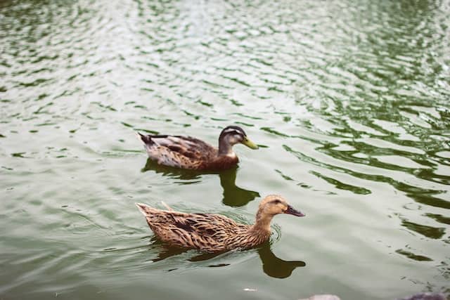 Whan an ugly duck