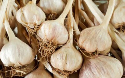 Garlic for Urinary Tract Infections (UTI)
